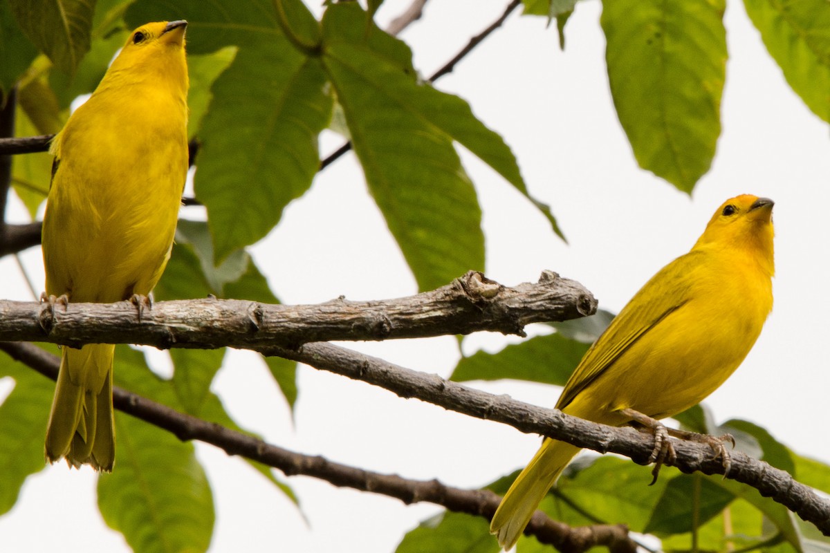 Saffron Finch - ML97578181