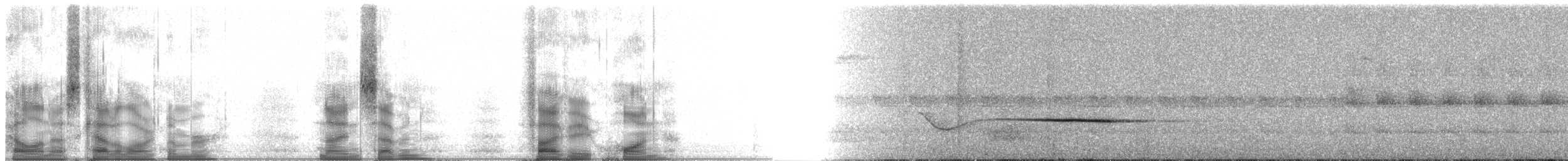 Weißbartvanga - ML97581