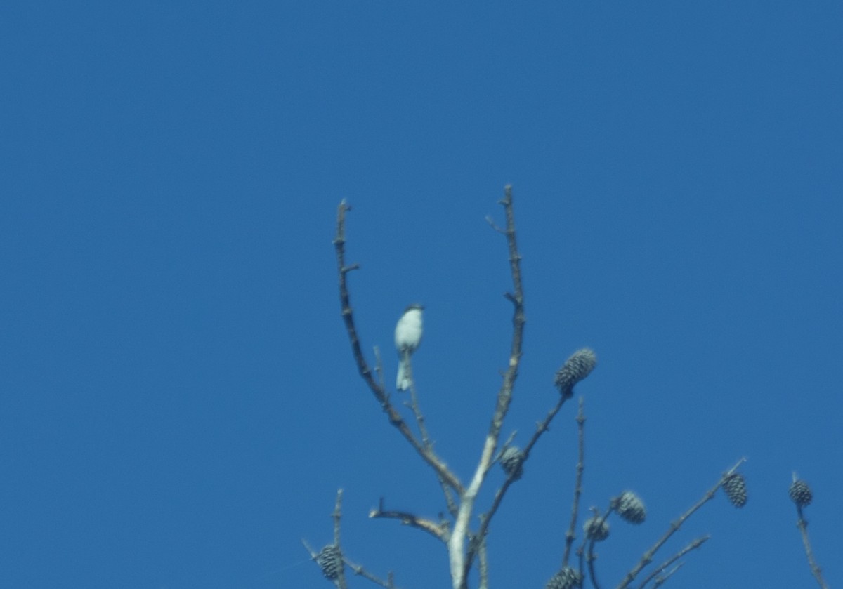 Loggerhead Shrike - ML97581641