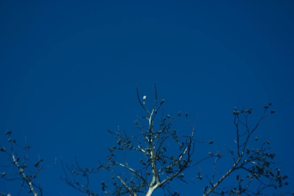 Loggerhead Shrike - ML97581651