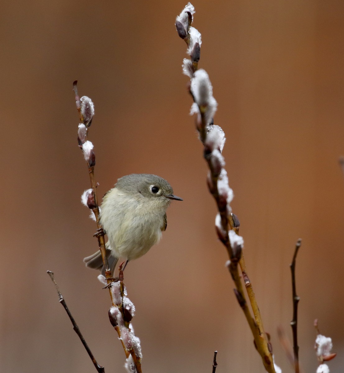 Ruby-crowned Kinglet - ML97583621