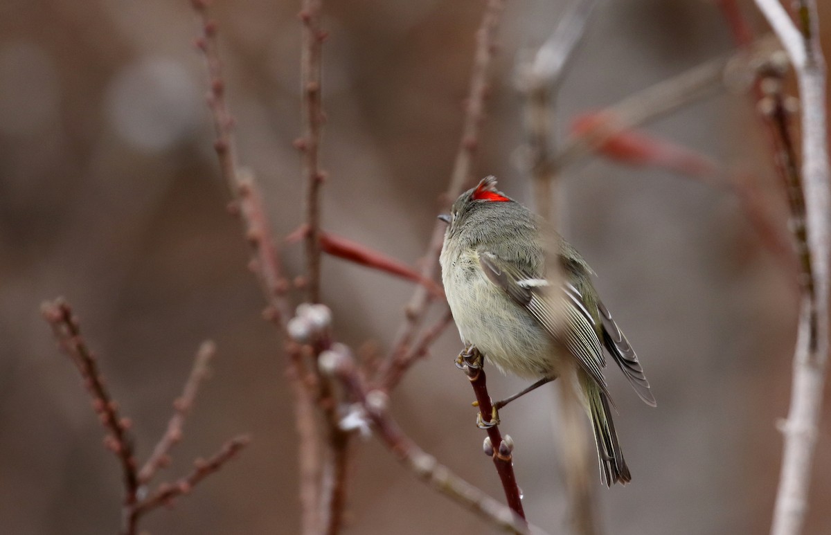 Ruby-crowned Kinglet - ML97583691