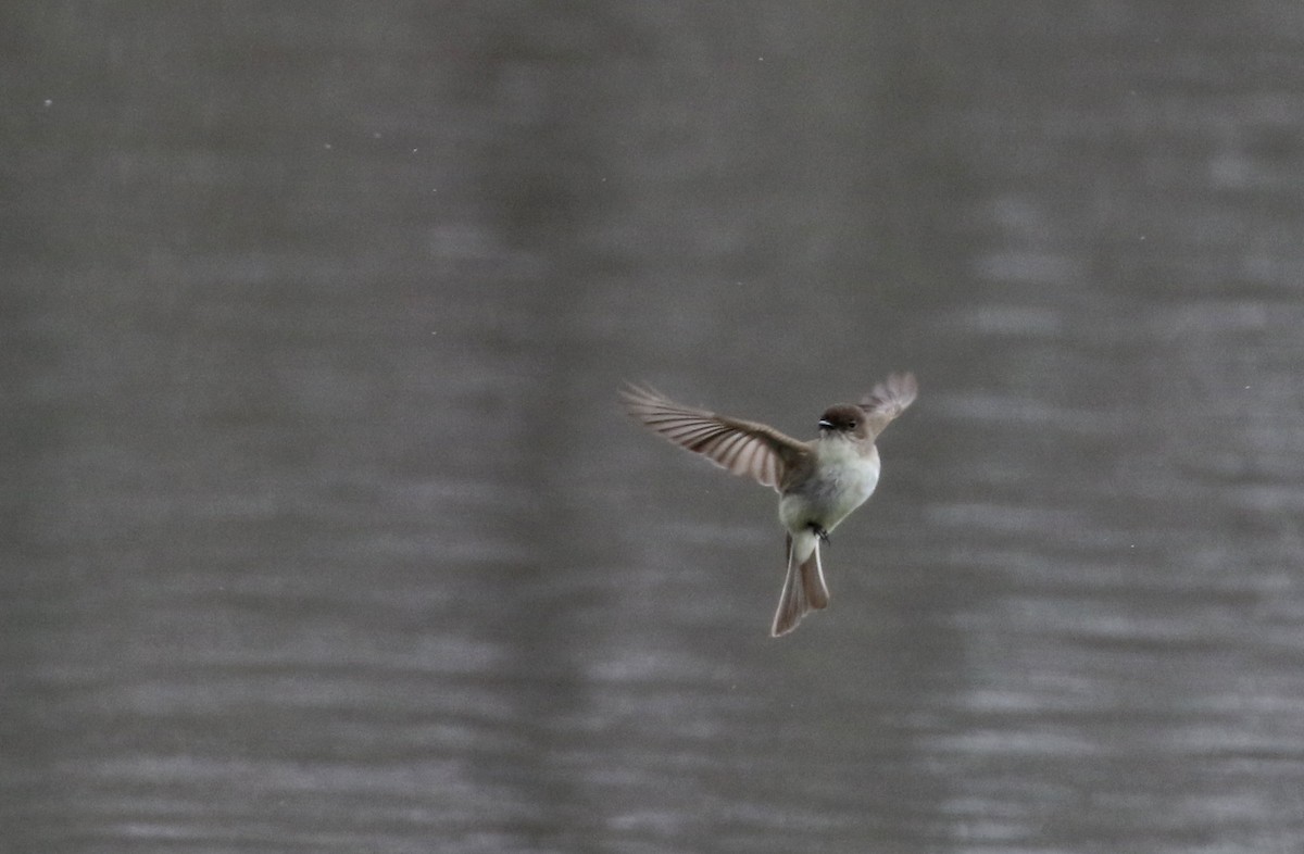 Eastern Phoebe - ML97584421