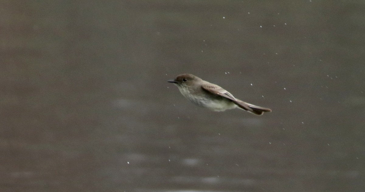 Eastern Phoebe - Jay McGowan