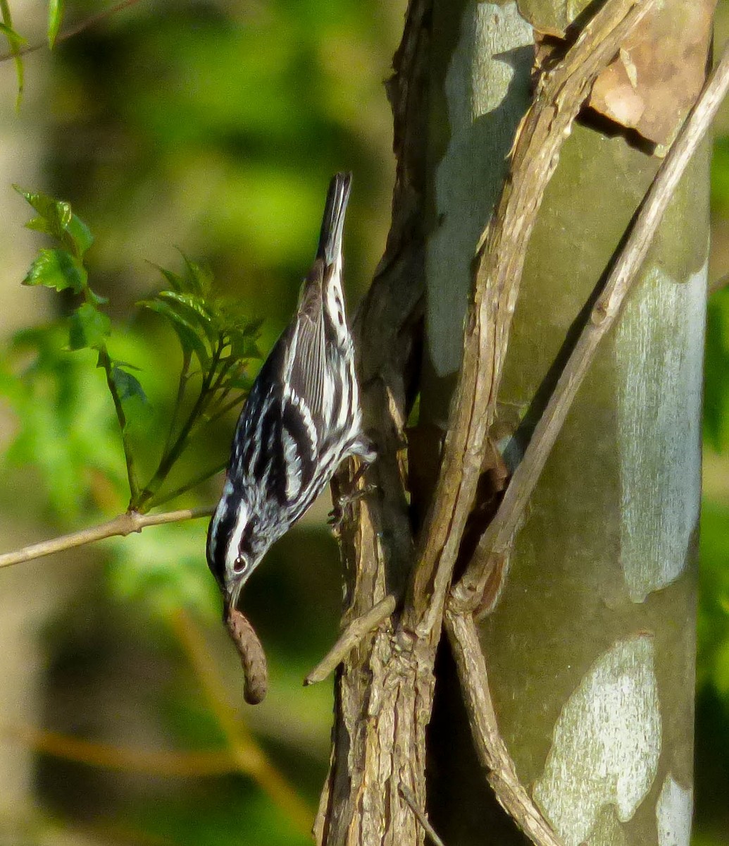 Black-and-white Warbler - ML97584501