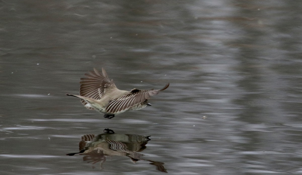 Eastern Phoebe - ML97584651