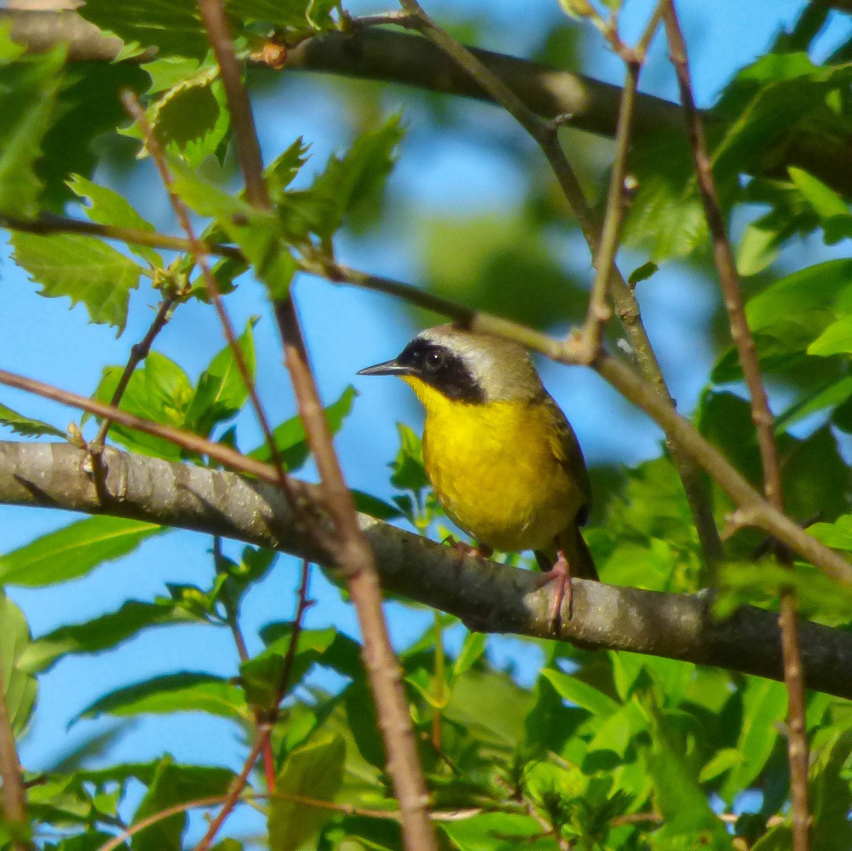 Common Yellowthroat - ML97584671