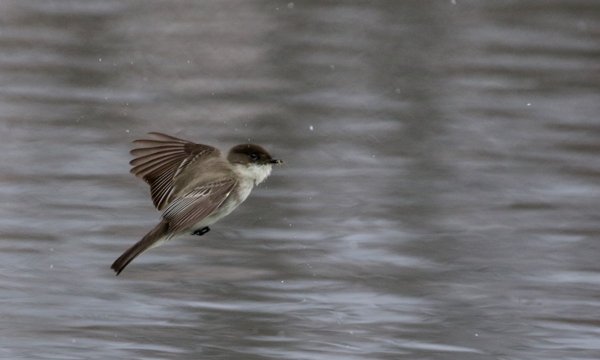 Eastern Phoebe - ML97584691