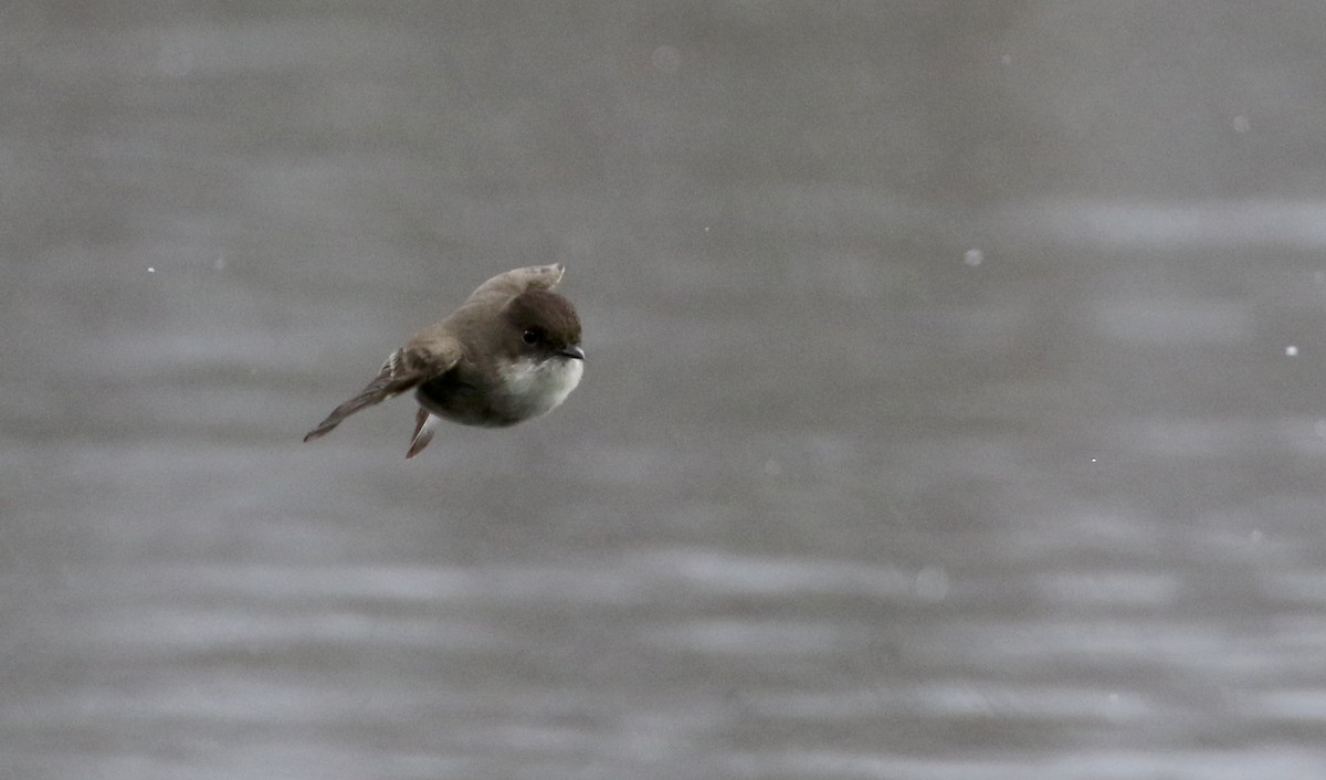 Eastern Phoebe - ML97584721