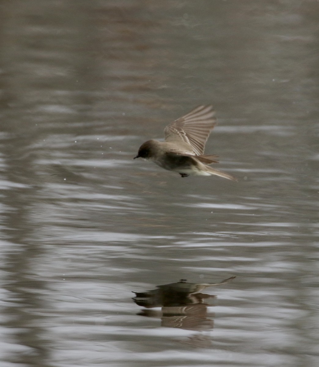 Eastern Phoebe - ML97584771