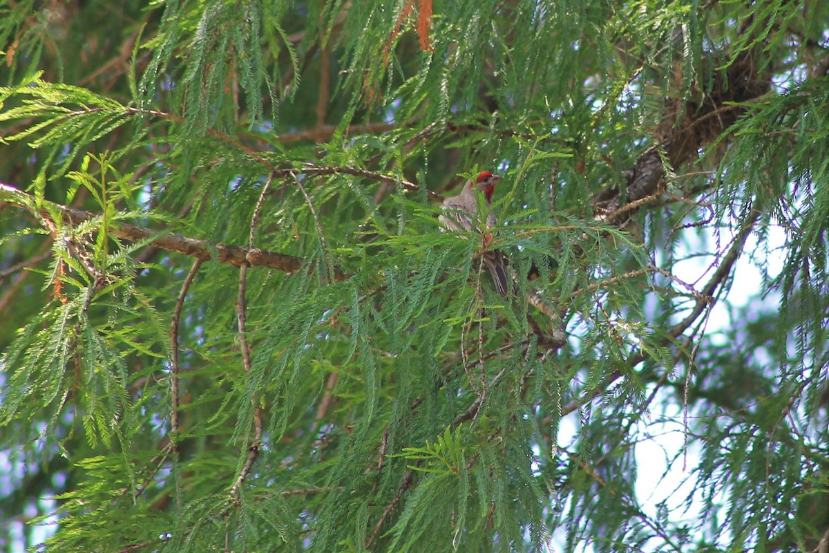 House Finch - ML97584901