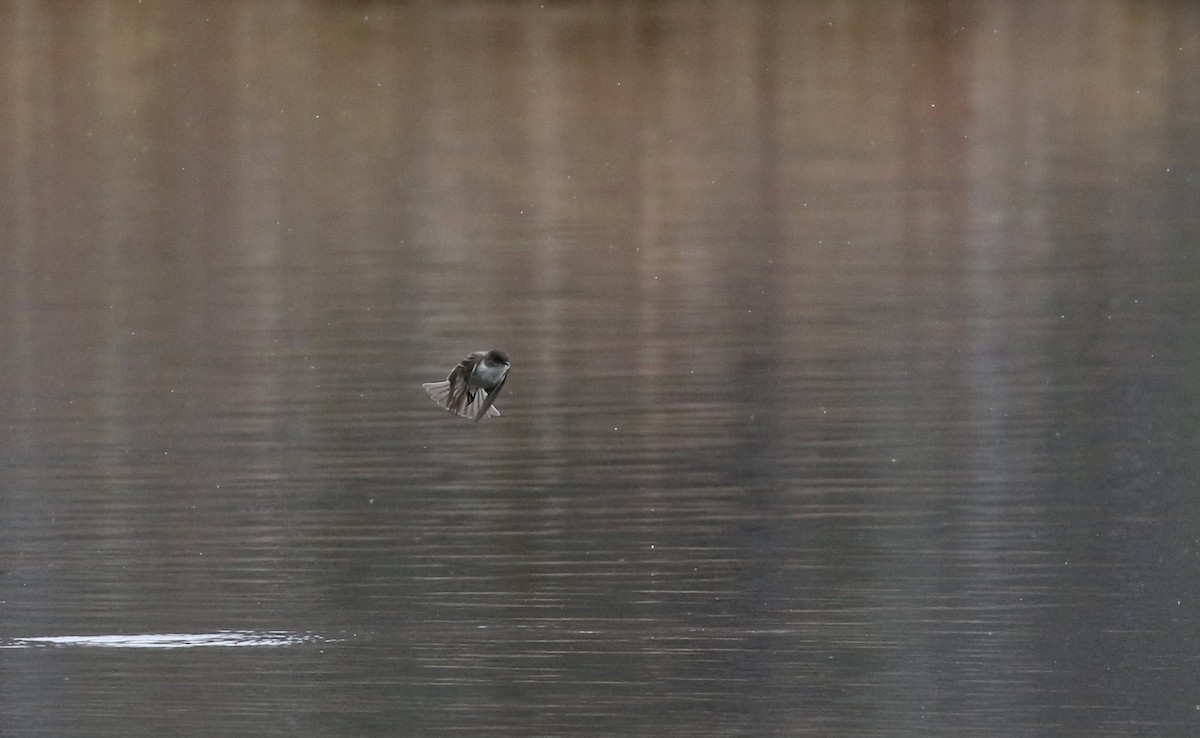 Eastern Phoebe - ML97585081