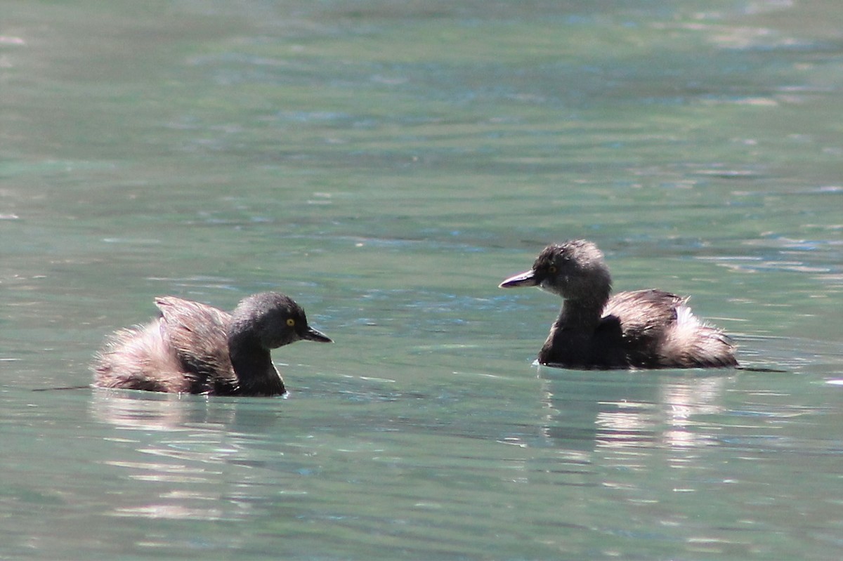 Least Grebe - ML97585151