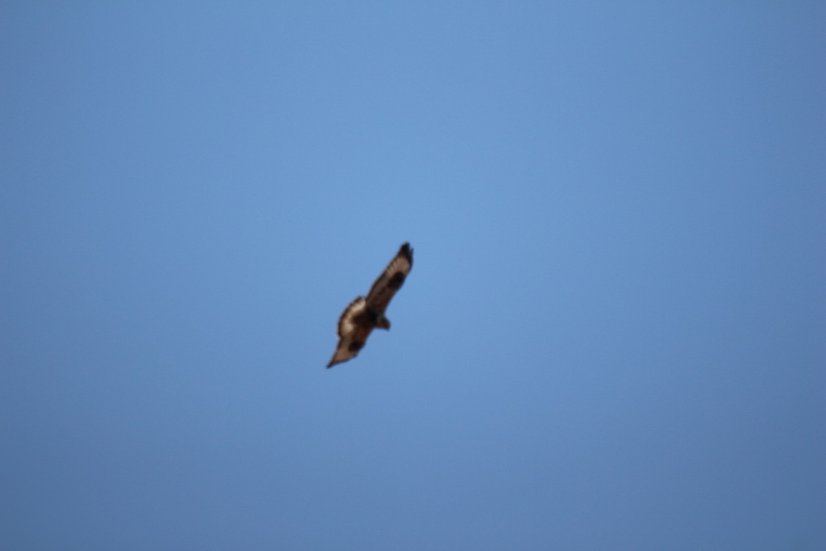 Rough-legged Hawk - ML97585531