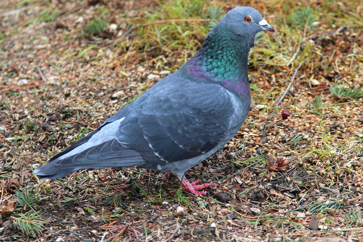 Rock Pigeon (Feral Pigeon) - Jacques Larivée