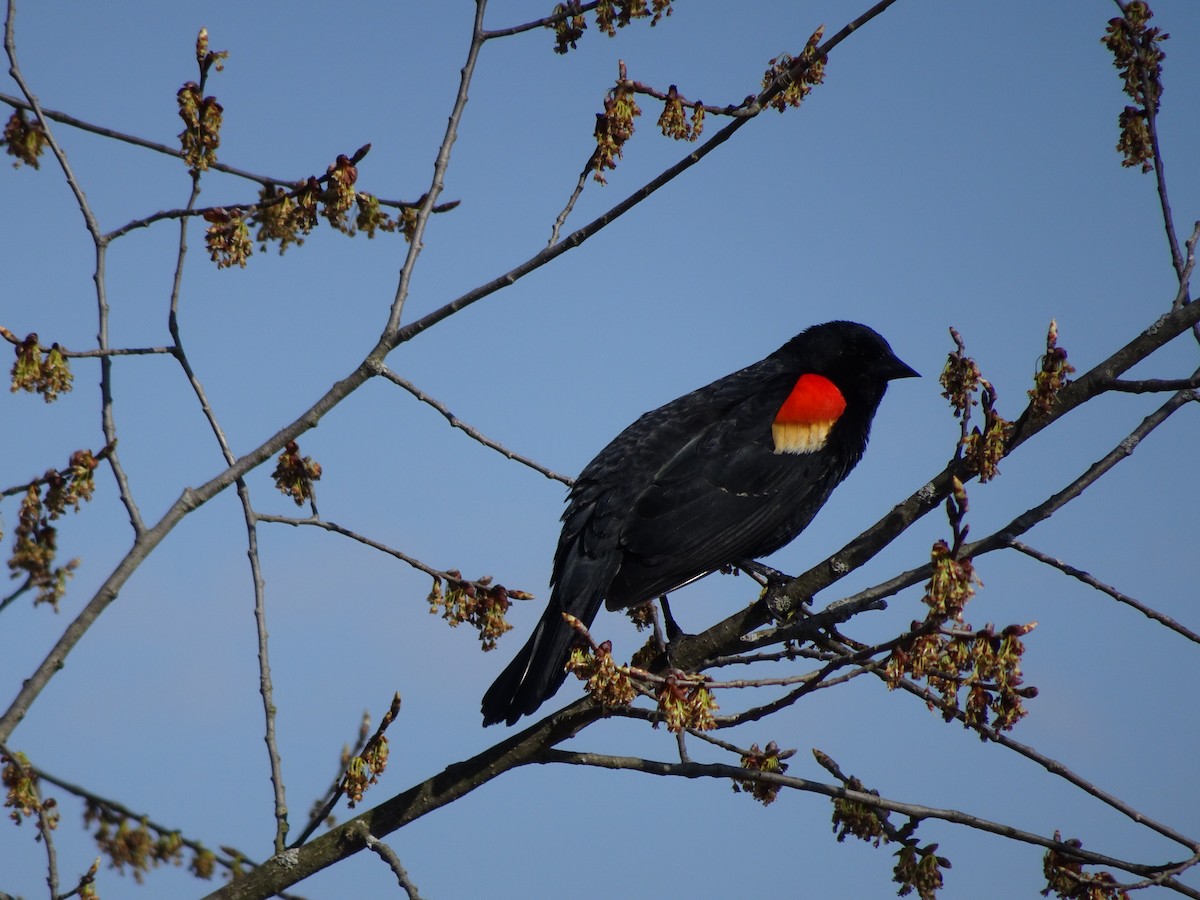 Red-winged Blackbird - ML97587071