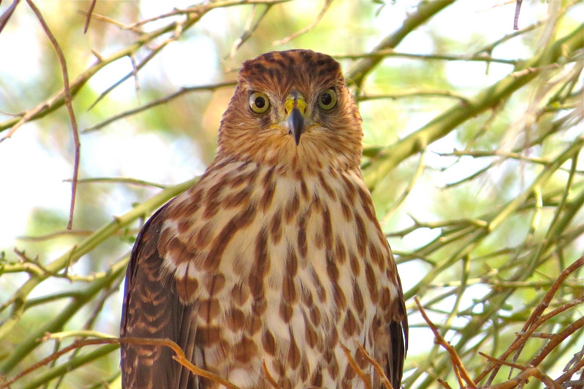 Cooper's Hawk - ML97587571