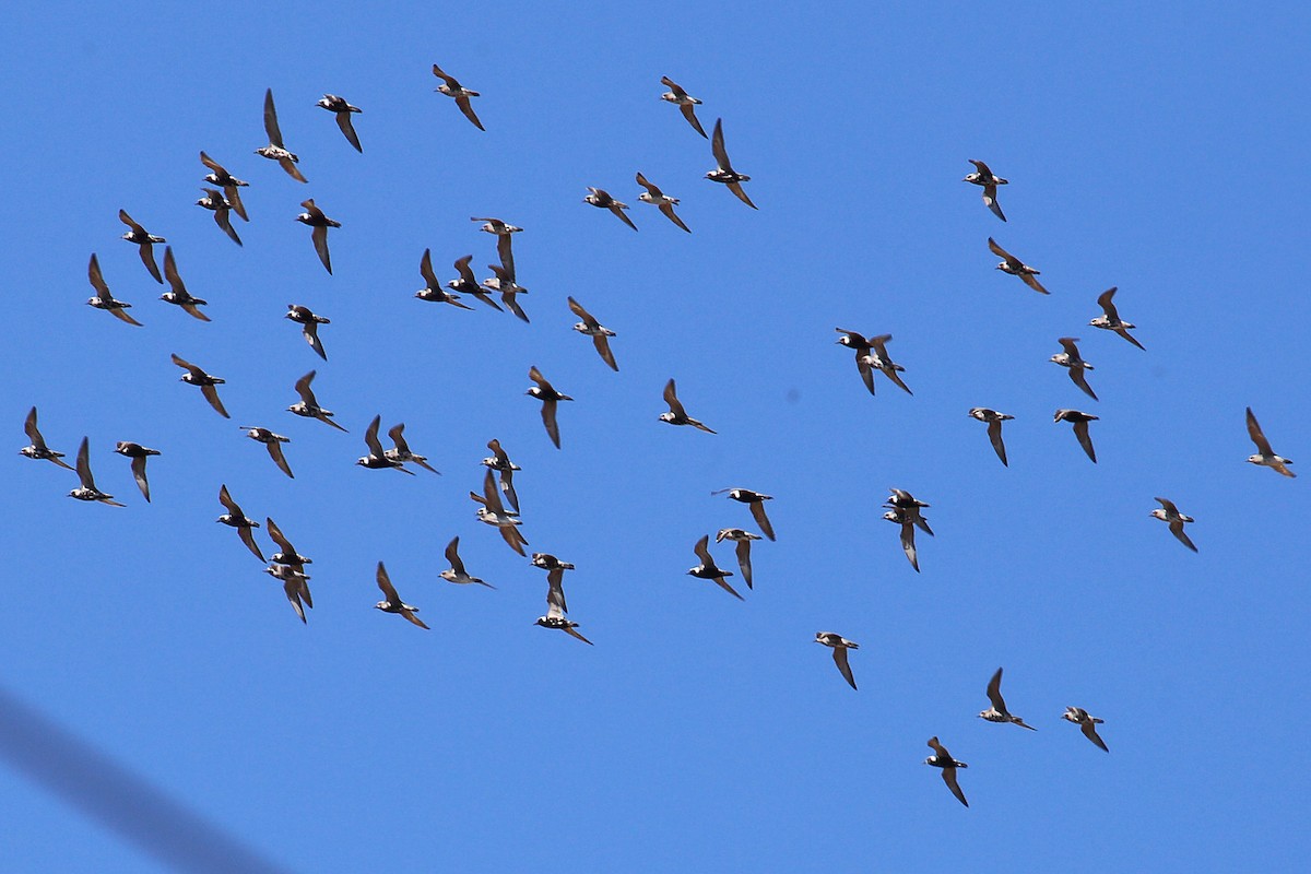 American Golden-Plover - ML97587631
