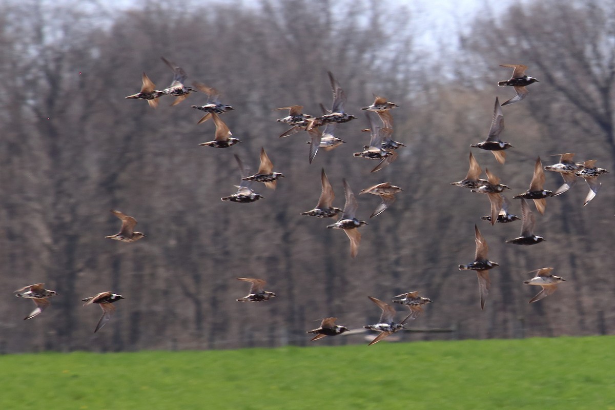 American Golden-Plover - ML97587661