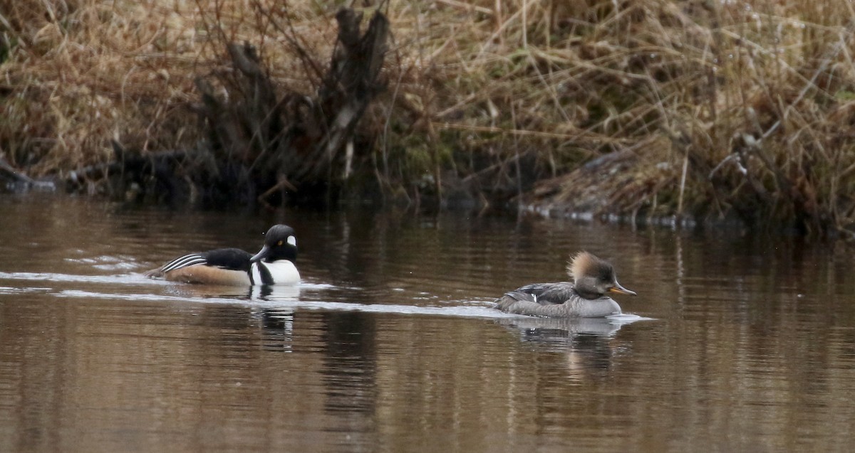 Hooded Merganser - ML97589701