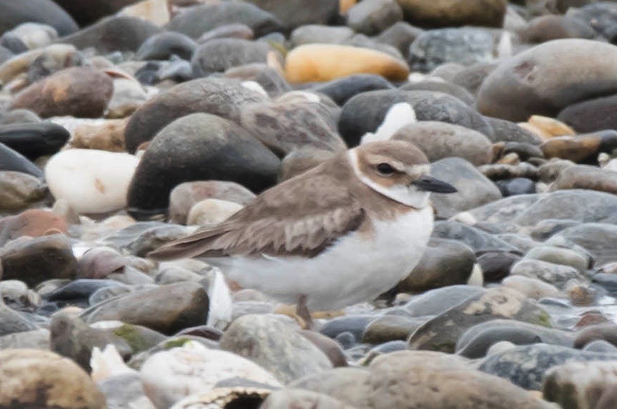 Wilson's Plover - ML97592441