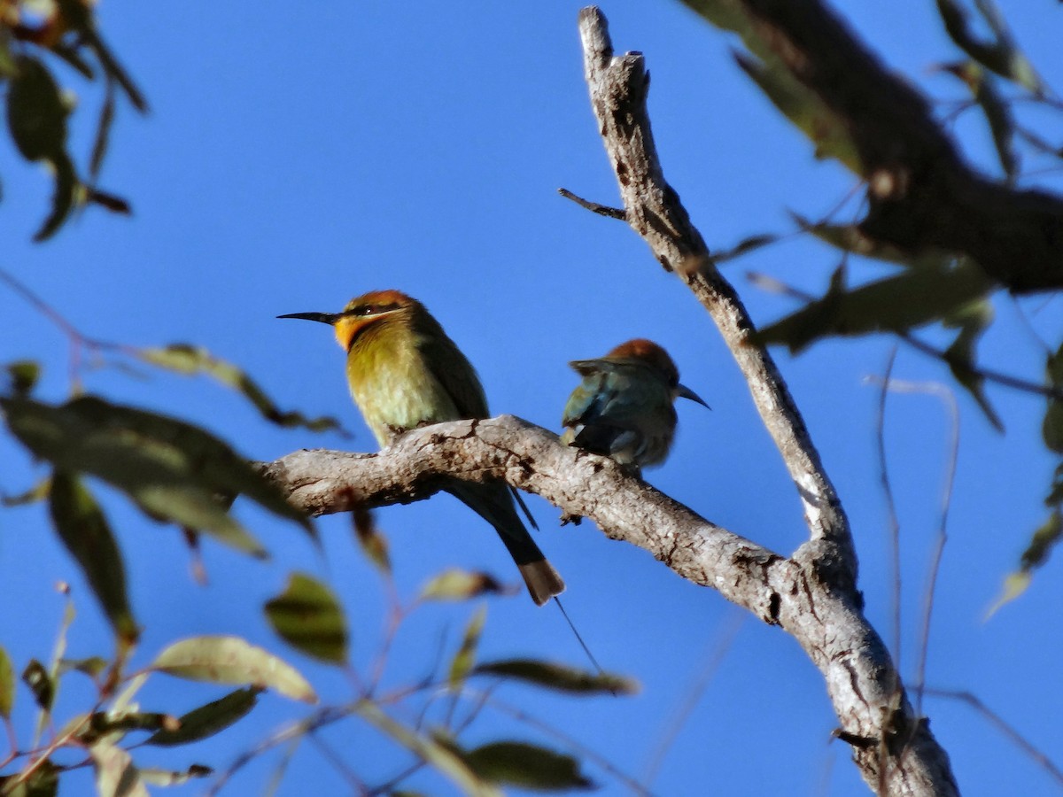 Rainbow Bee-eater - ML97595051