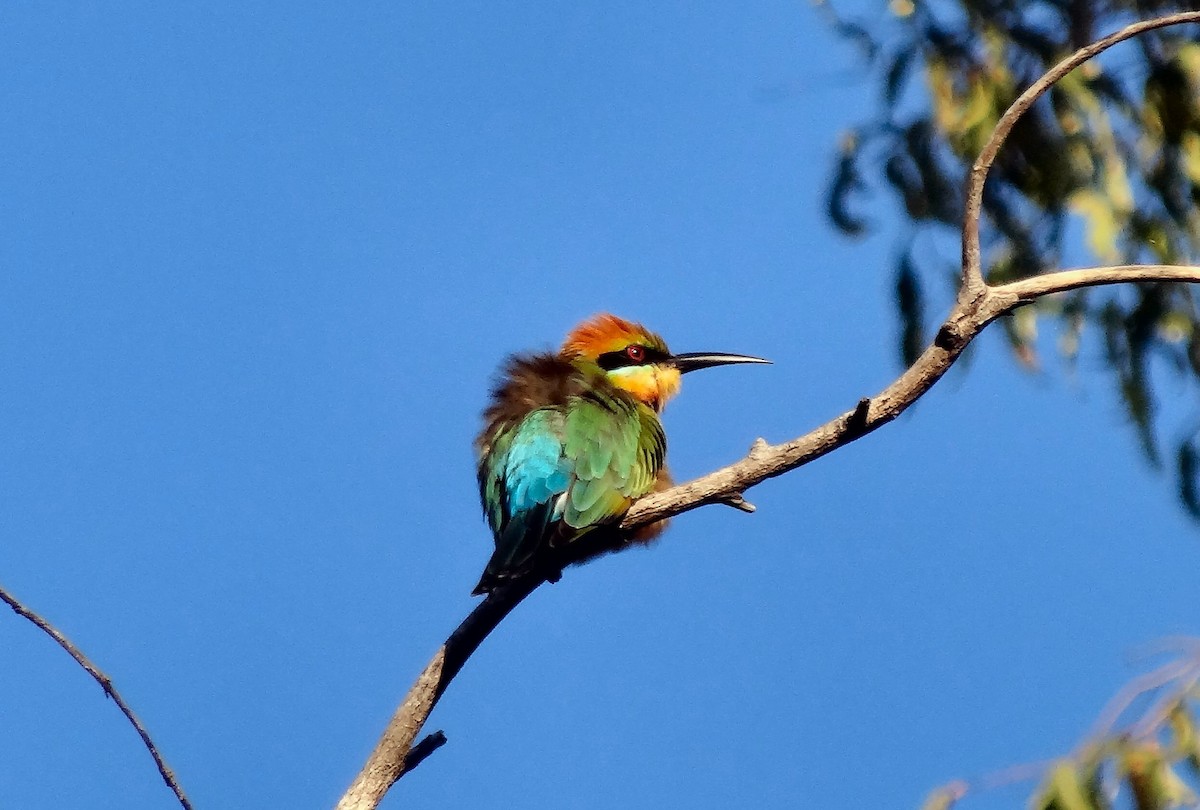 Rainbow Bee-eater - ML97595121