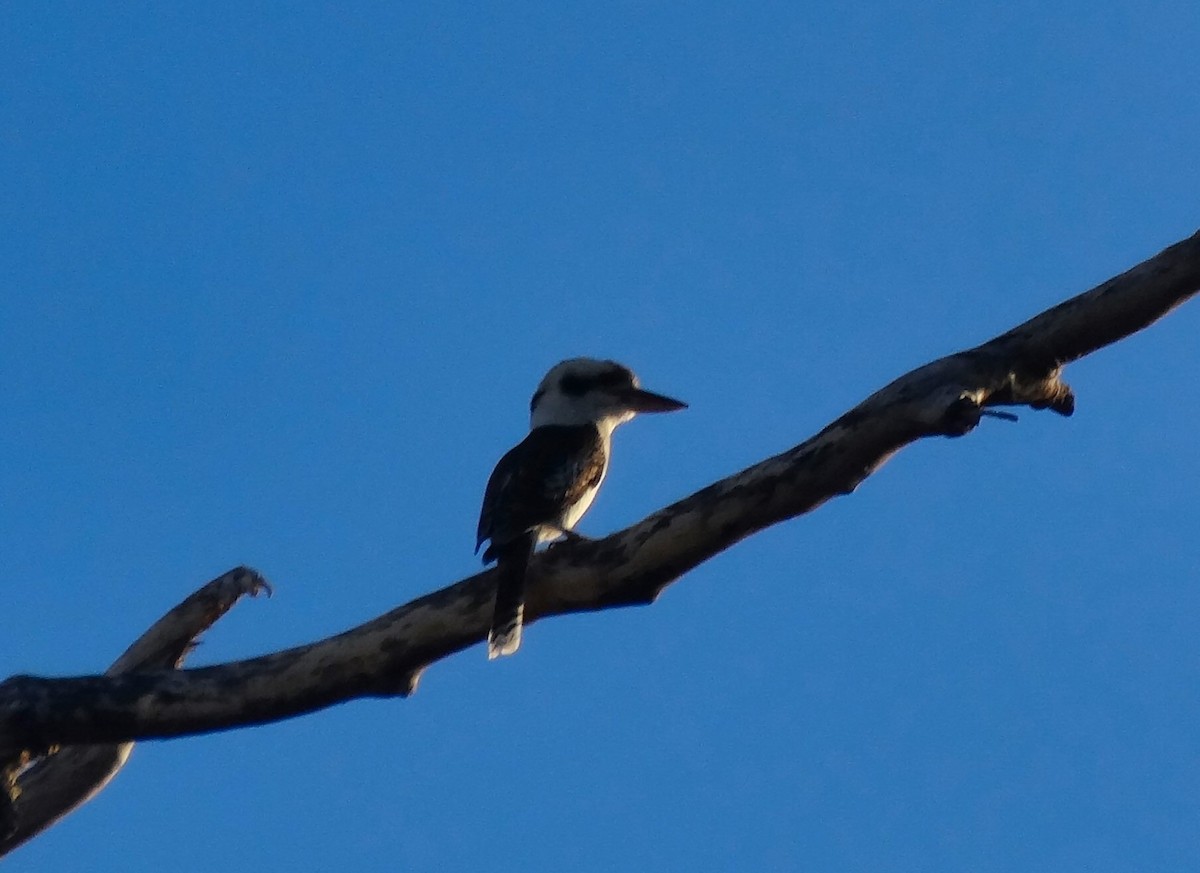 Laughing Kookaburra - ML97595201