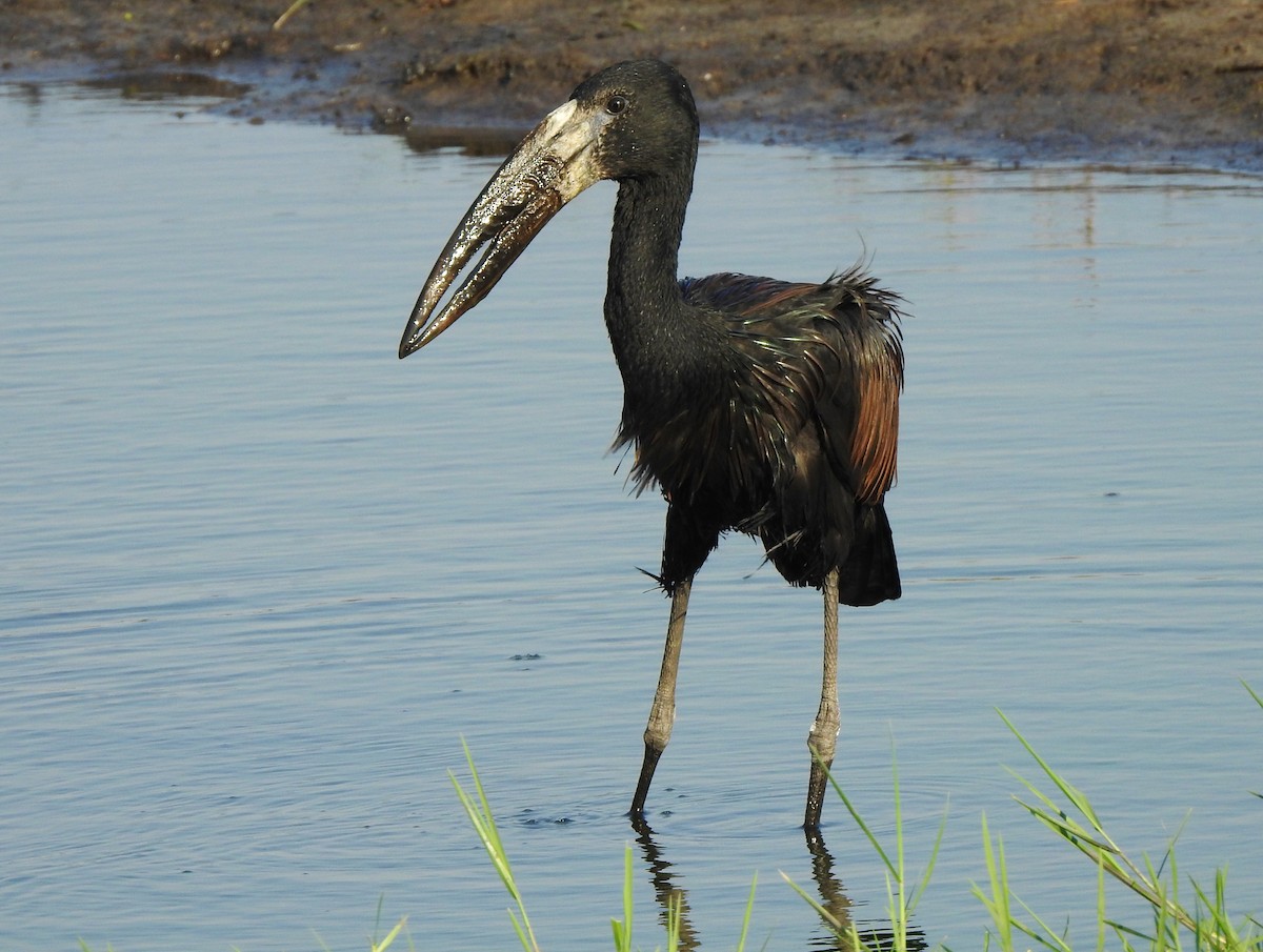 African Openbill - ML97595741