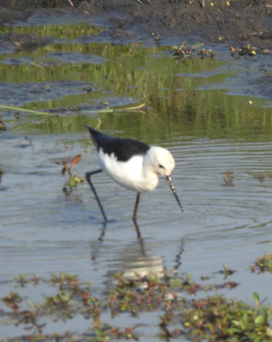 Black-winged Stilt - Kent Miller