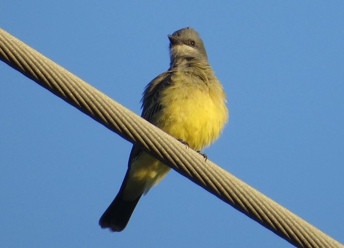 Cassin's Kingbird - ML97596421