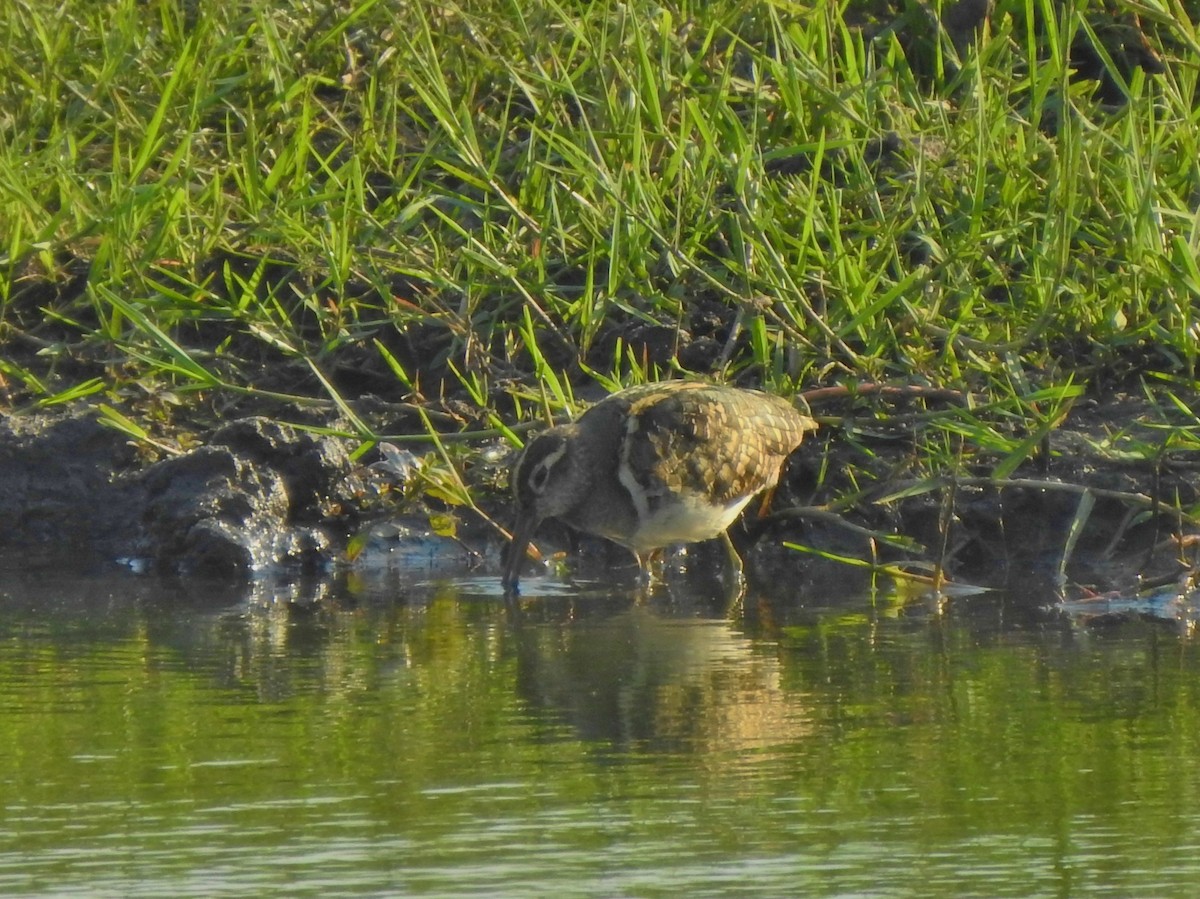 Greater Painted-Snipe - Kent Miller