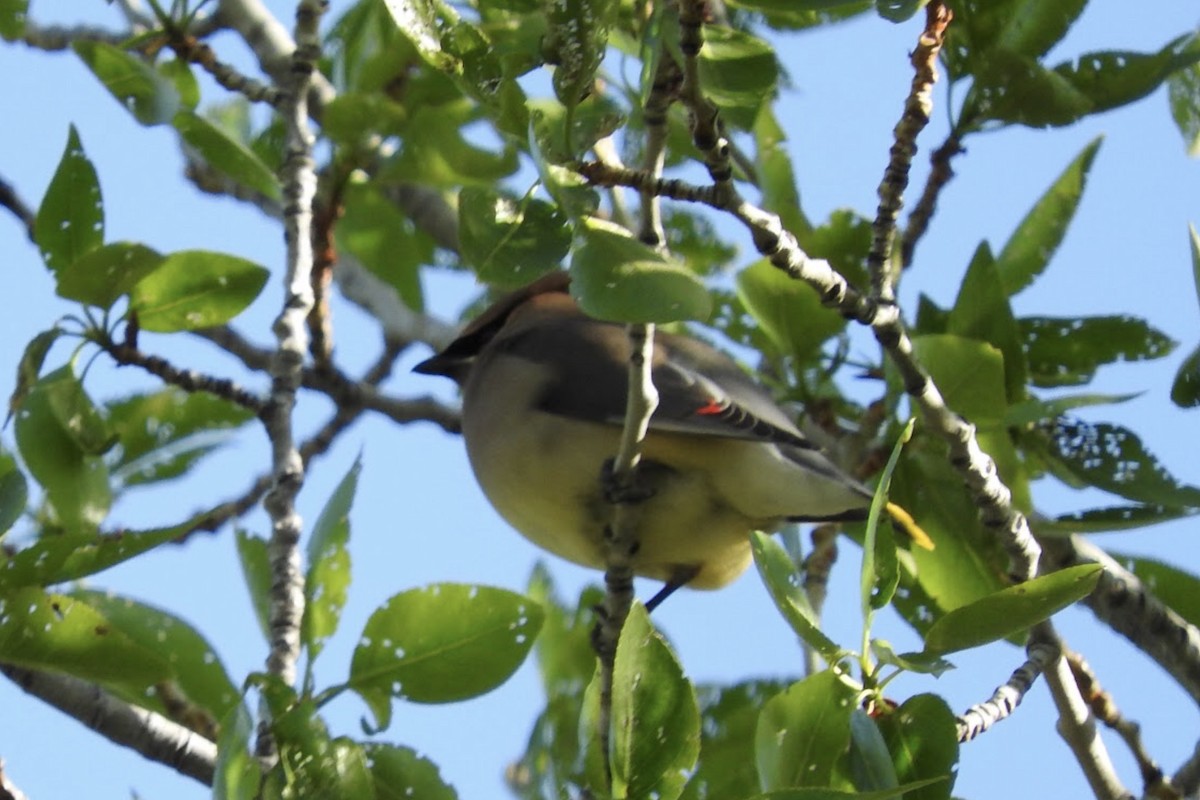 Cedar Waxwing - ML97598081