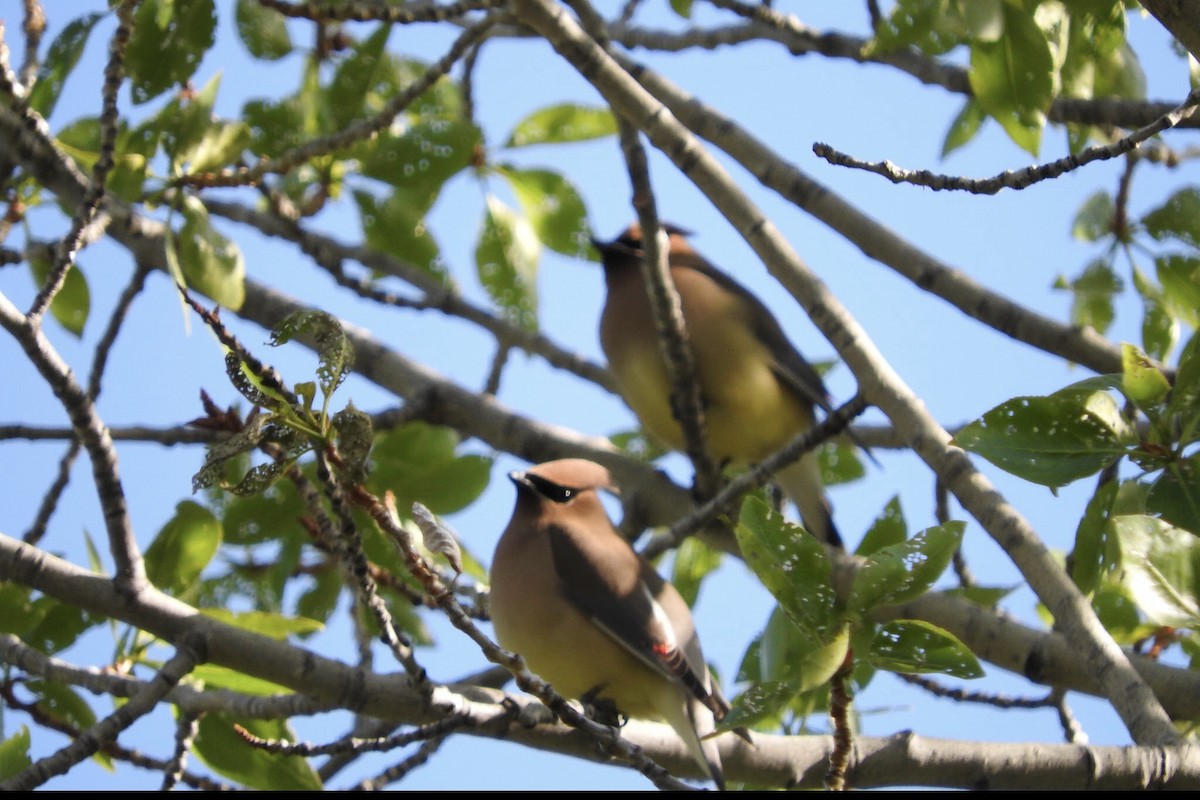 Cedar Waxwing - ML97598091