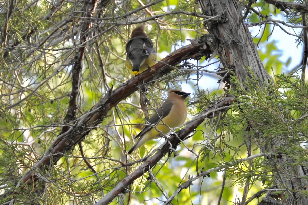 Cedar Waxwing - ML97598101