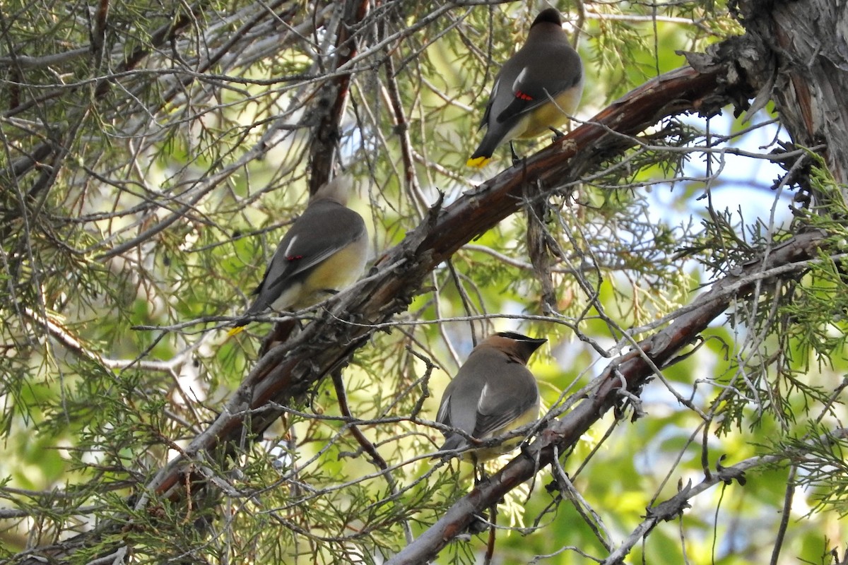 Cedar Waxwing - ML97598121