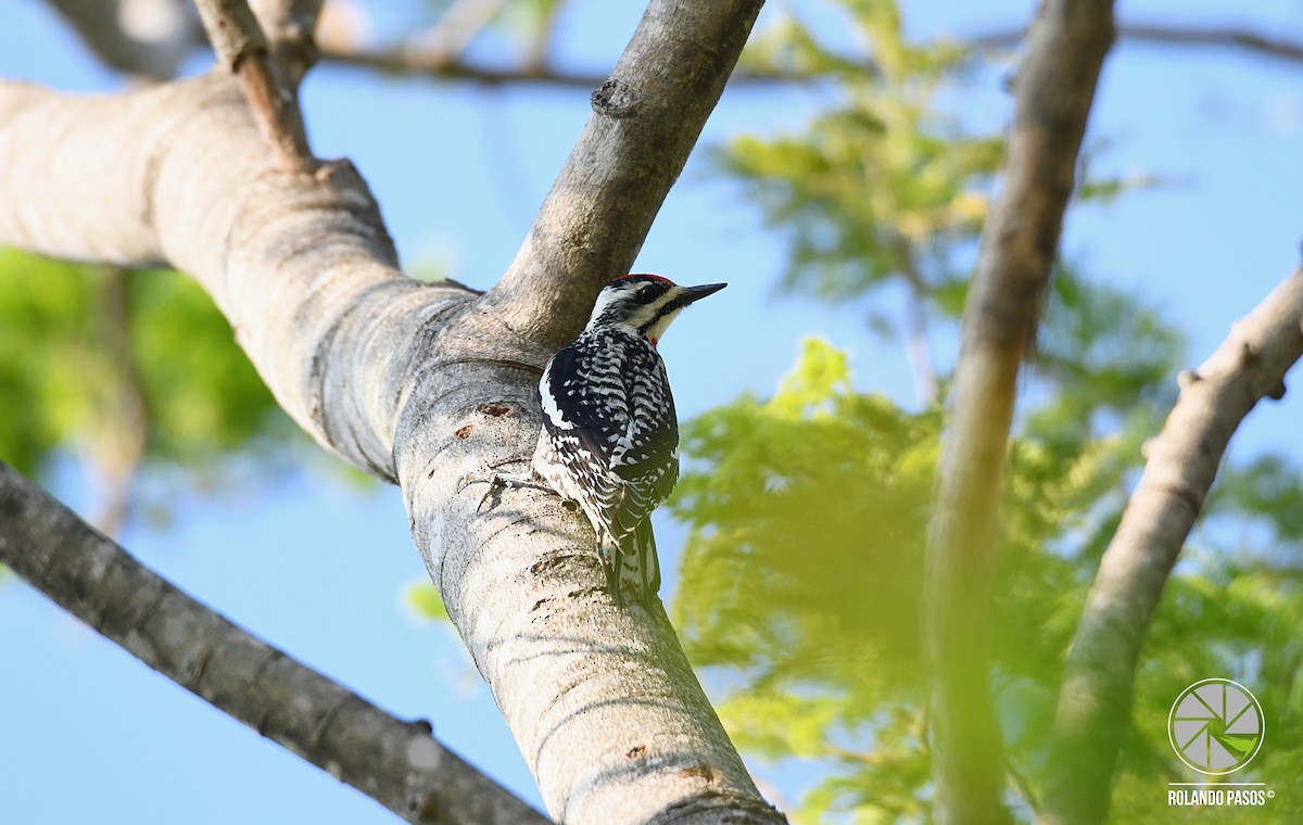 Yellow-bellied Sapsucker - ML97598261