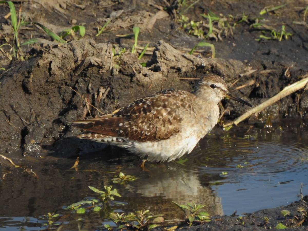 Wood Sandpiper - ML97598371