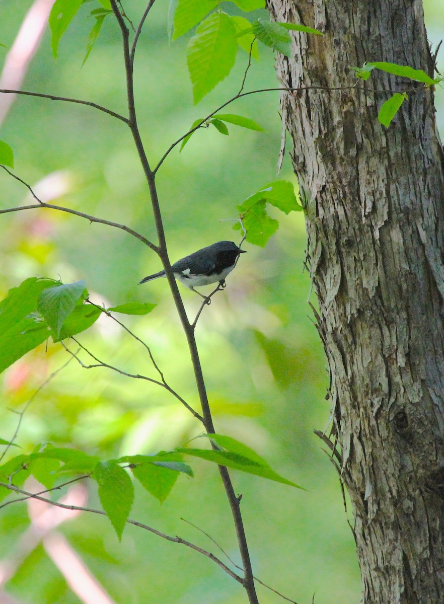 Black-throated Blue Warbler - ML97598421