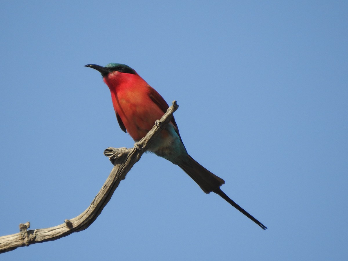 Southern Carmine Bee-eater - Kent Miller