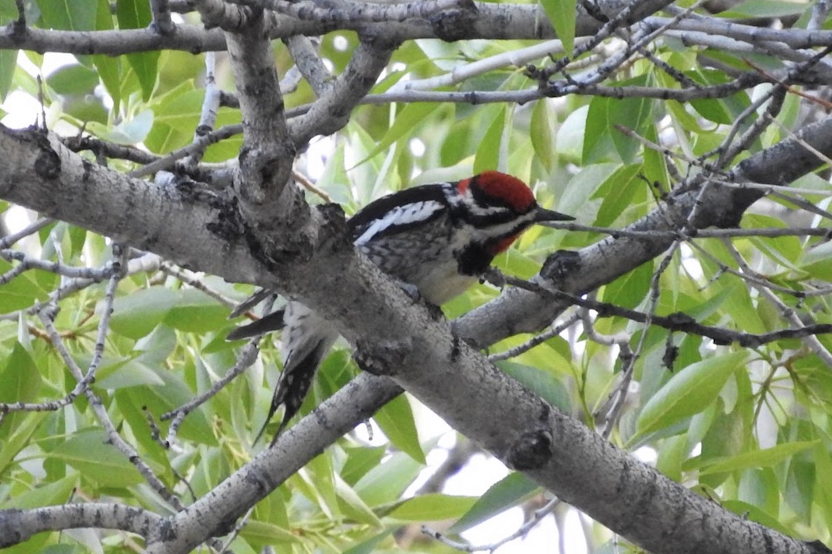 Red-naped Sapsucker - ML97598731