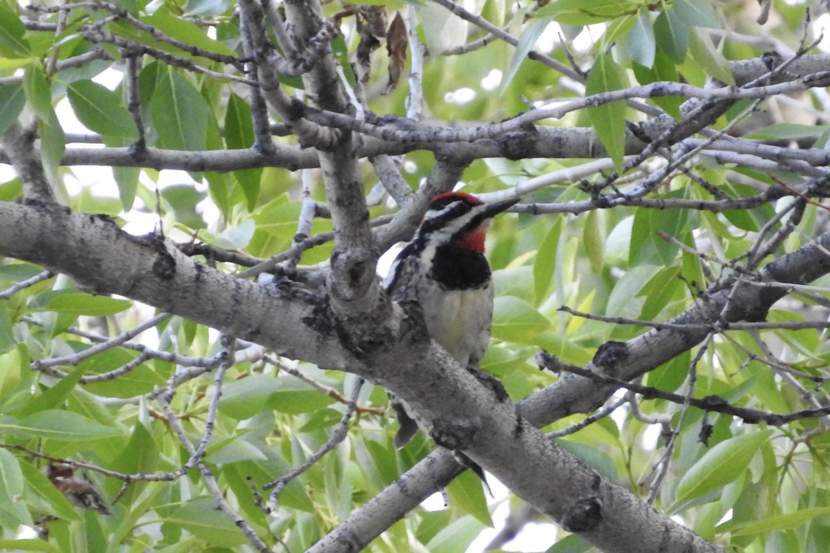 Red-naped Sapsucker - ML97598751