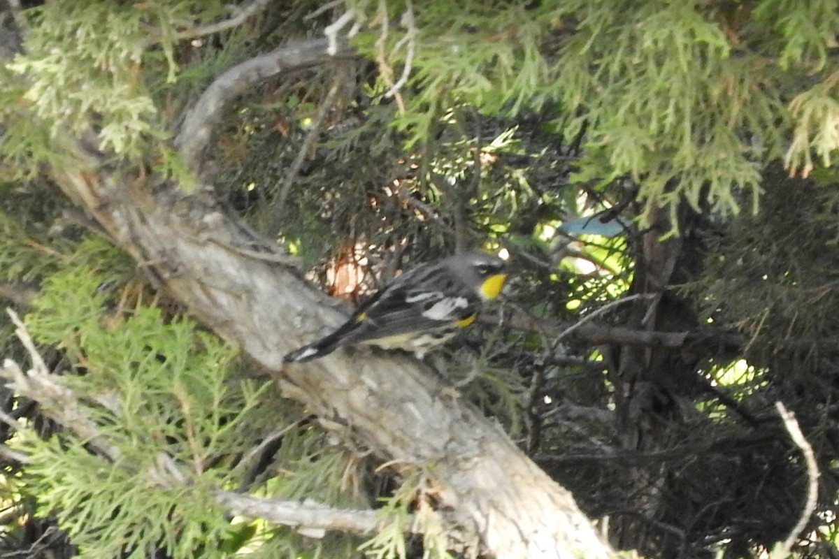 Yellow-rumped Warbler - ML97598801