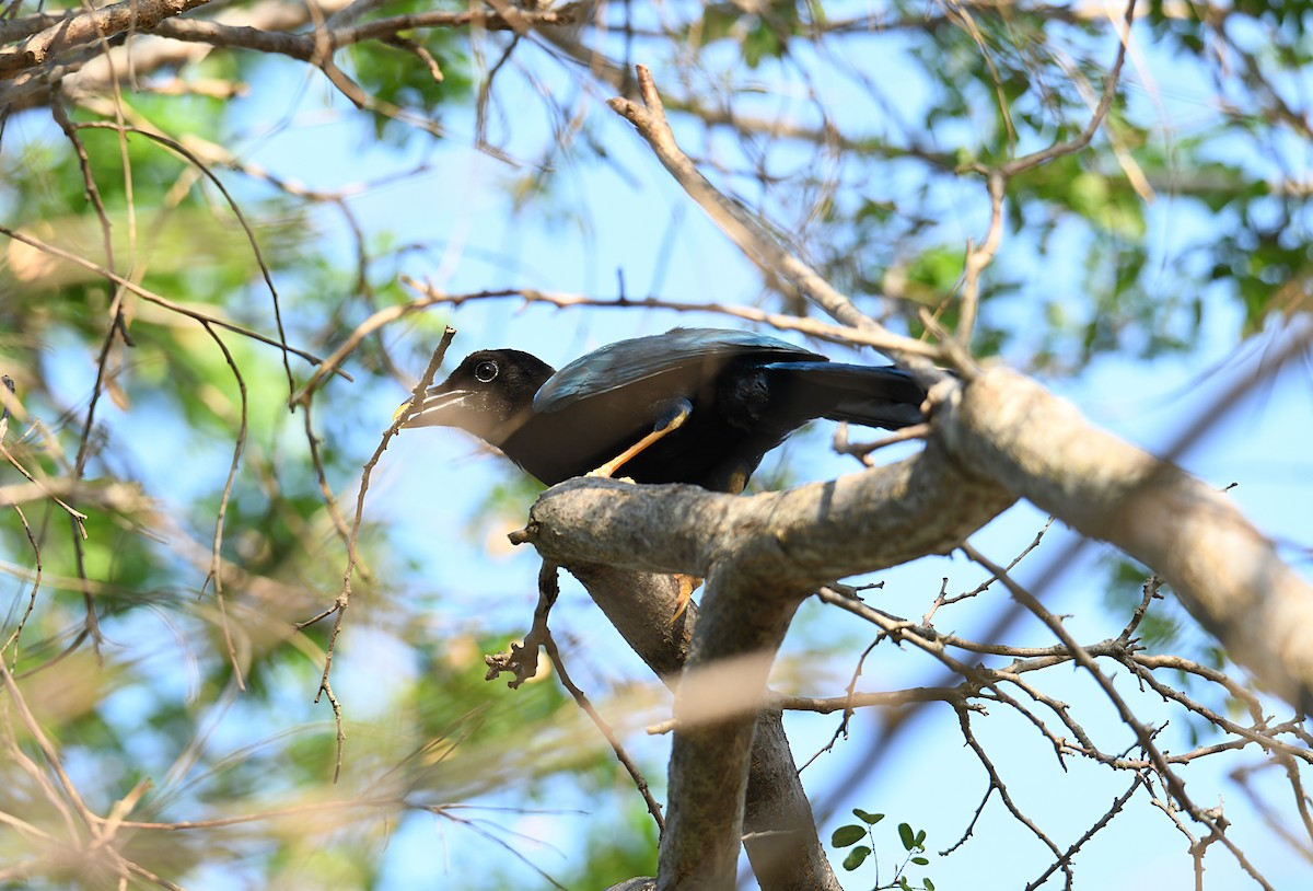 Yucatan Jay - ML97598931