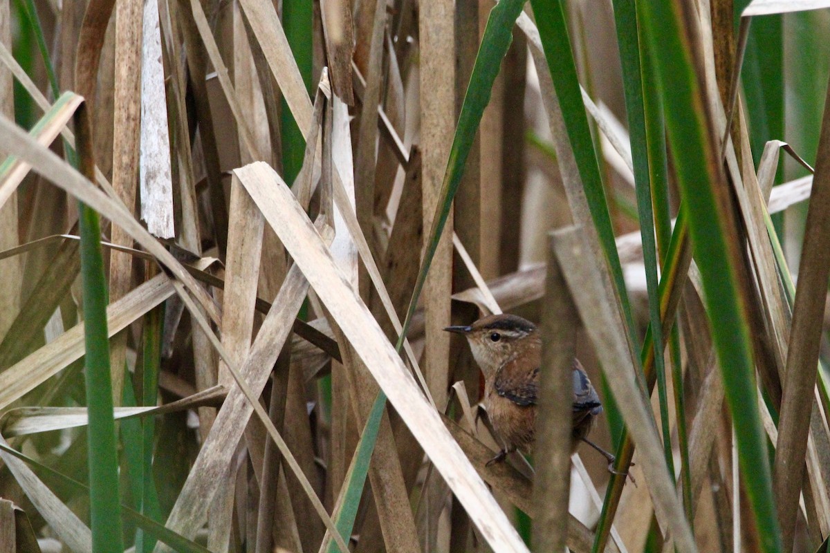 Marsh Wren - ML97599701