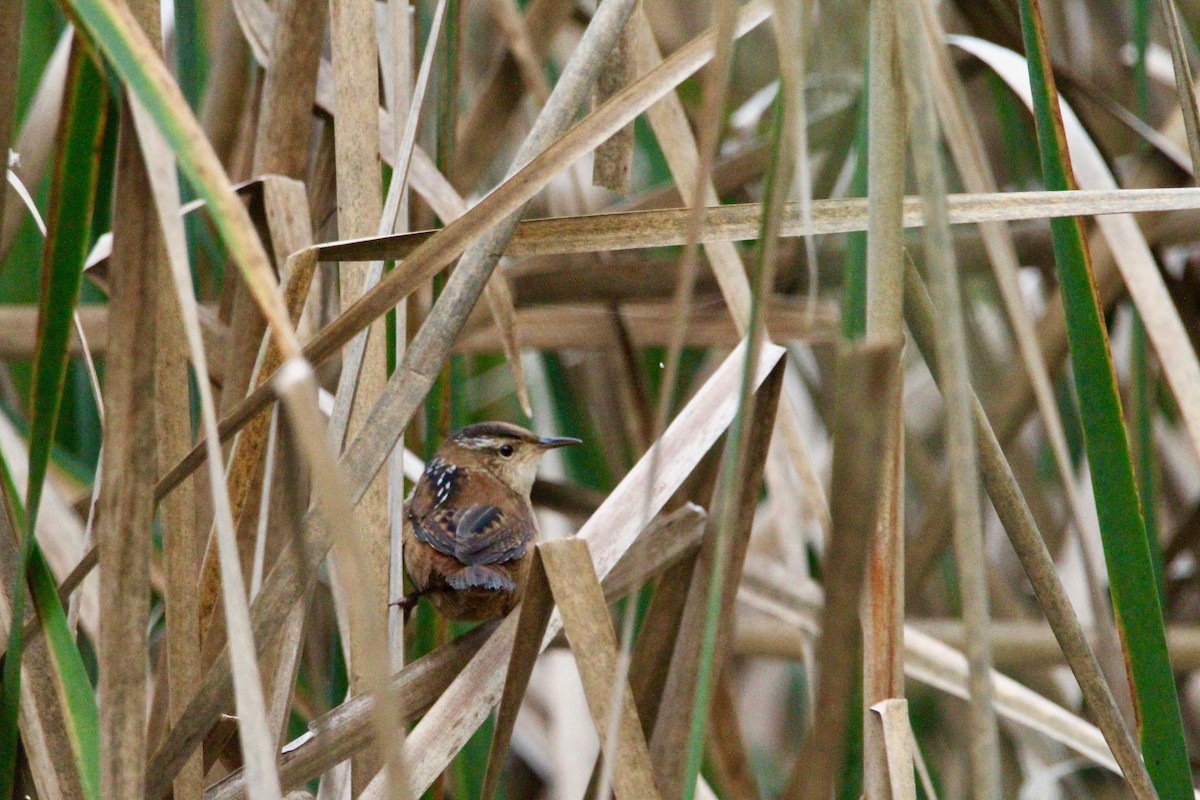 Marsh Wren - ML97599751