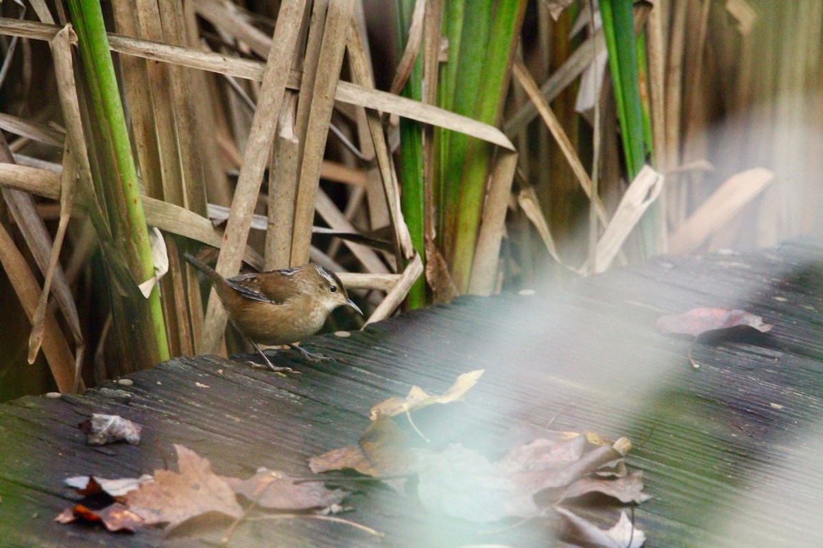 Marsh Wren - ML97599761