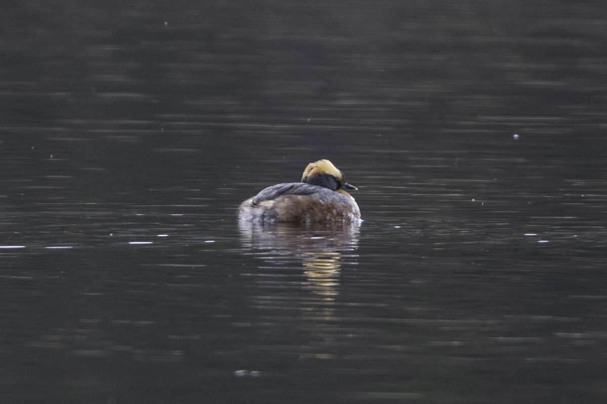 Horned Grebe - ML97601121