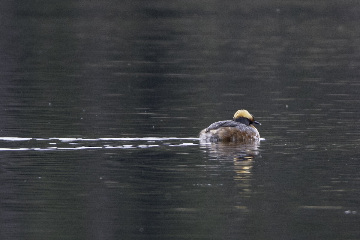 Horned Grebe - ML97601151