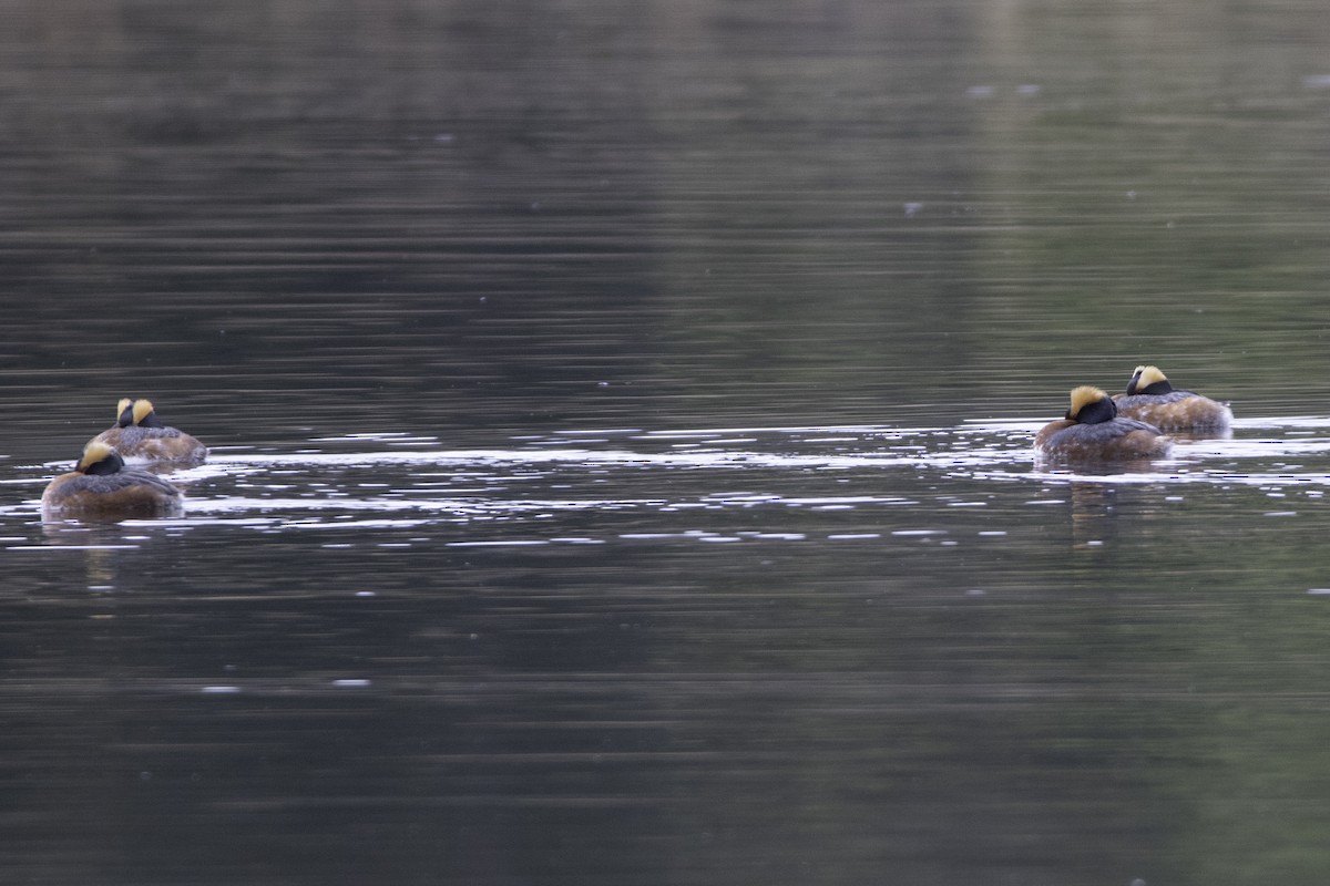 Horned Grebe - ML97601191